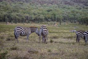 herd of zebras in a field