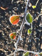 leaves branches cold forest