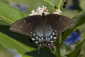 Butterfly Eastern Tiger black