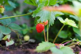 deliciously sweet berry in the garden