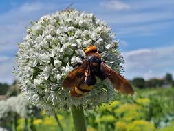 Flowers Insect Hornet red