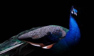 blue peacock with a closed tail