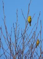 Beautiful and colorful Goldammer birds on the branches of the tree, under the beautiful, blue sky