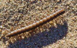 Sand Beach Millipede