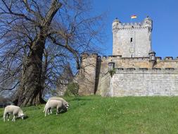 sheep at the castle