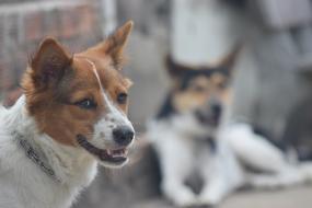 Dogs countryside