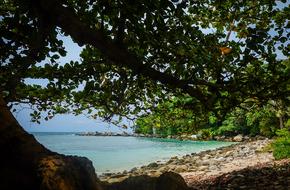 Beach Tree view