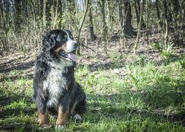 Bernese Mountain Dog forest