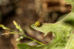 yellow beetle in nature on a blurred background