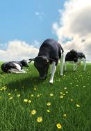 summer cow on livestock