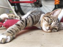 Cat bike