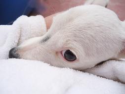 white puppy head