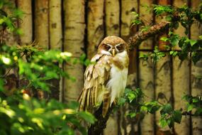 photo of a sleeping owl on a tree branch
