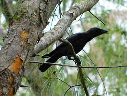 Crow Bird Branches trees
