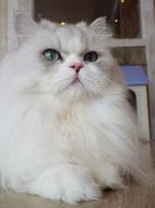 white relaxed fluffy cat