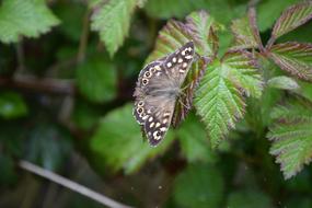 Butterfly Speckled forest