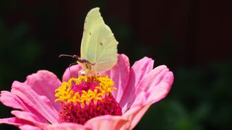Butterfly Insect Zinnia pink