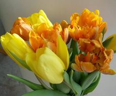 Tulips are fragrant and beautiful