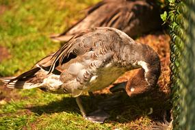 Duck Feather Bird water