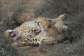 leopards resting on safari