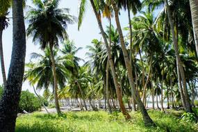 palm trees green tropics