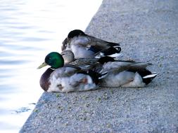 cute charming Duck Bird Water