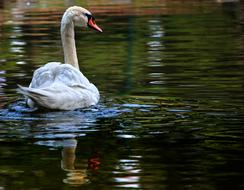 white Swan Lake water