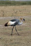 Rare Bird in Kenya