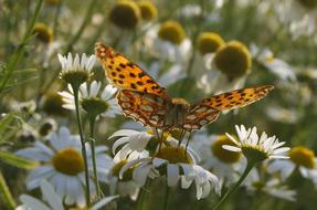 Close-up of the colorful and beautiful, patterned butterfly, on the beautiful, white, yellow and green flowers