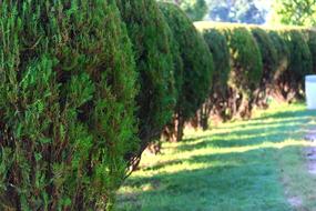 beautiful garden with bushes