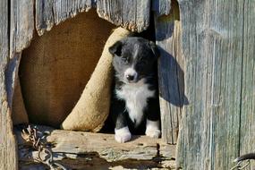 a puppy in a hole in the fence