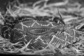 monochrome photo of spotted cobra