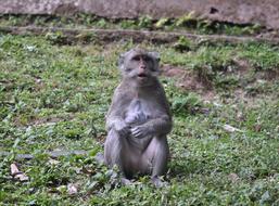 monkey on green grass in wild forest