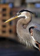 Heron Bird in Florida