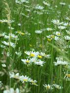 Chamomile in the grass is beautiful