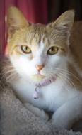 Cat Feline red white with necklace close-up