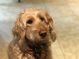 Golden Doodle Dog