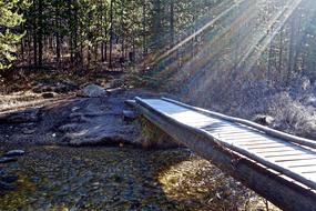 forest bridge landscape