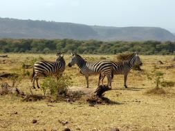 Zebras Tanzania Africa