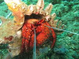 Hermit Crab in a shell close-up