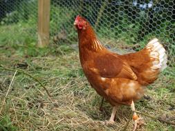 Beautiful and cute, brown and white chicken, on the colorful grass, near the fence