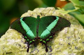 Butterfly green Insect Close up