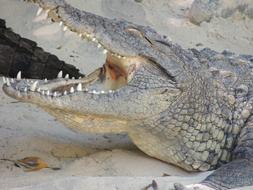 Crocodile head with sharp Teeth