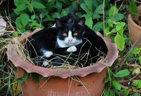 Cat black garden pot