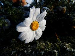 Marguerite Frost Ice
