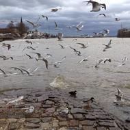 flock of birds by the water