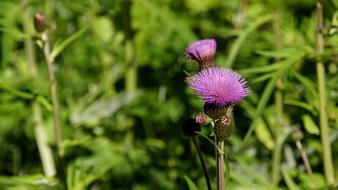 Thistle Creeping pink