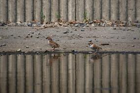 little sparrows near the water