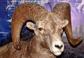 Long Horn Sheep