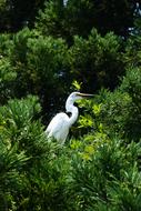 Wild Animal Heron Egret